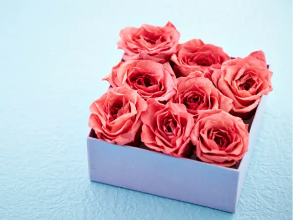 packaging de rosas sant jordi